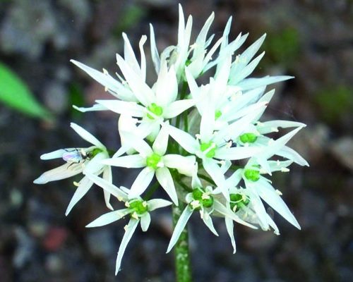 Bärlauch-Blüte